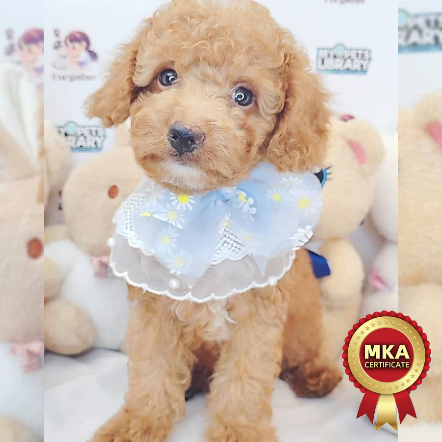 MKA Toy Poodle Puppy (Male) For Sale