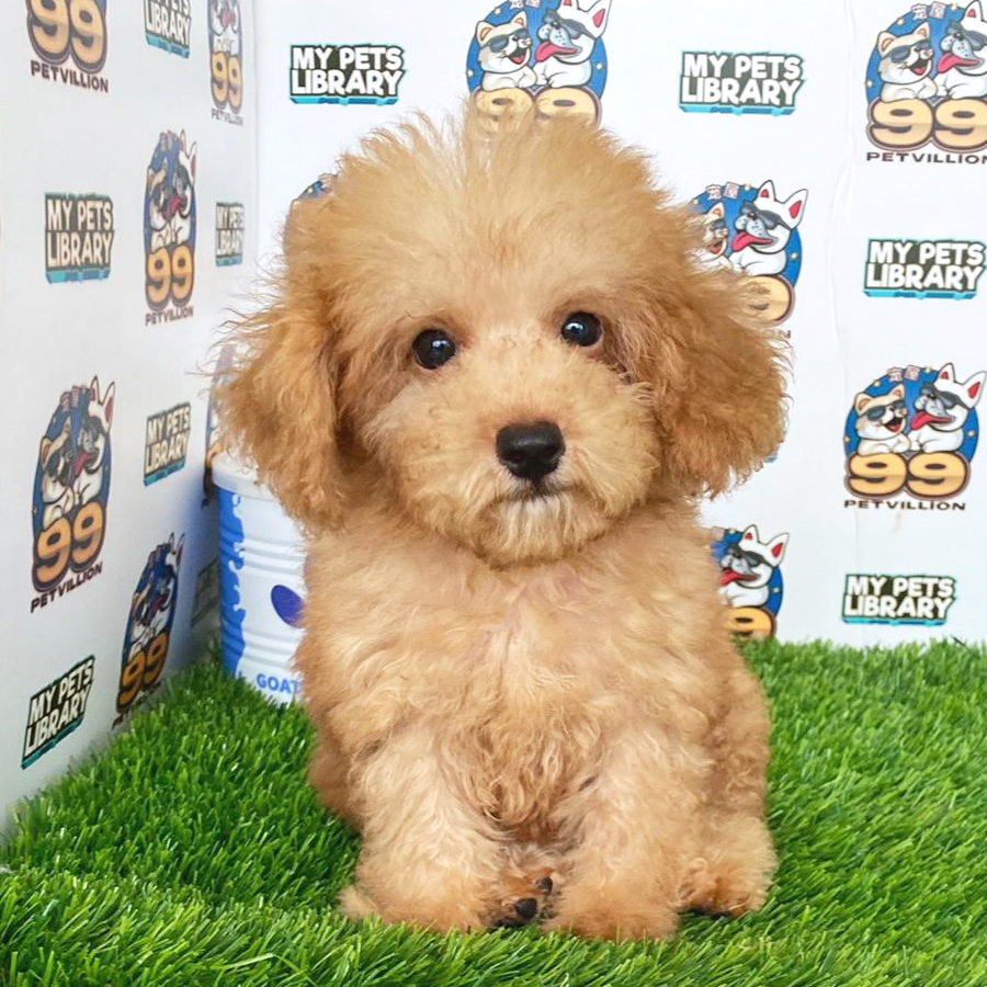 Toy Poodle Puppy (Male) For Sale