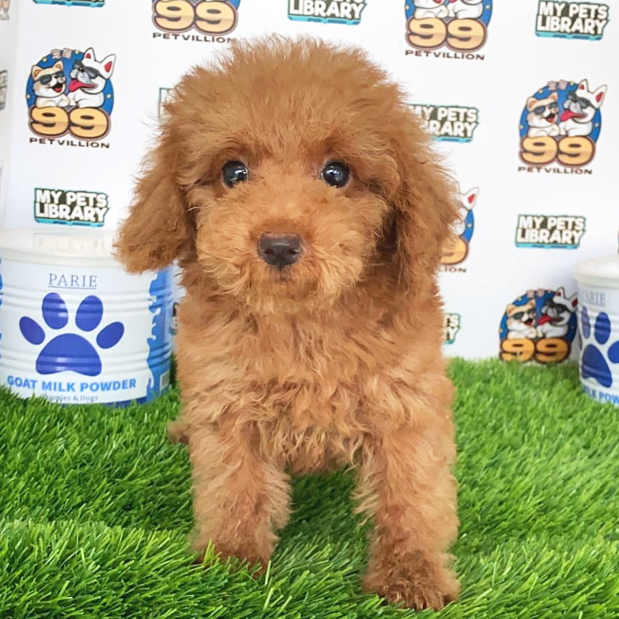 Toy Poodle Puppy (Male) For Sale