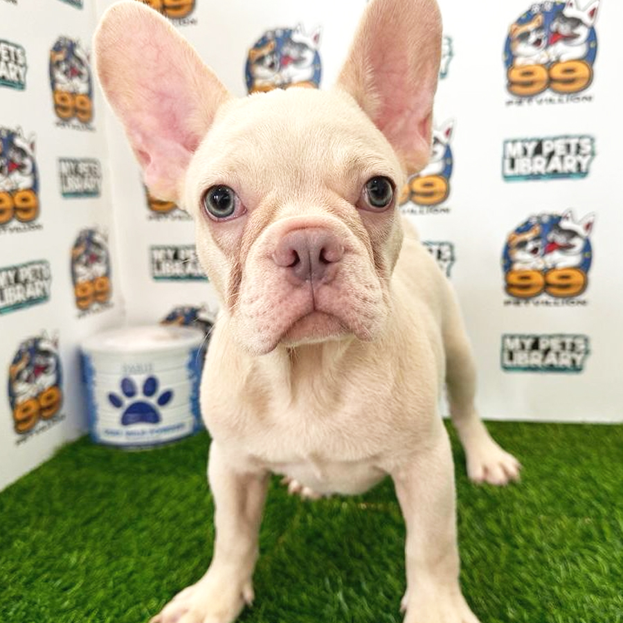 French Bulldog Puppy (Male) For Sale