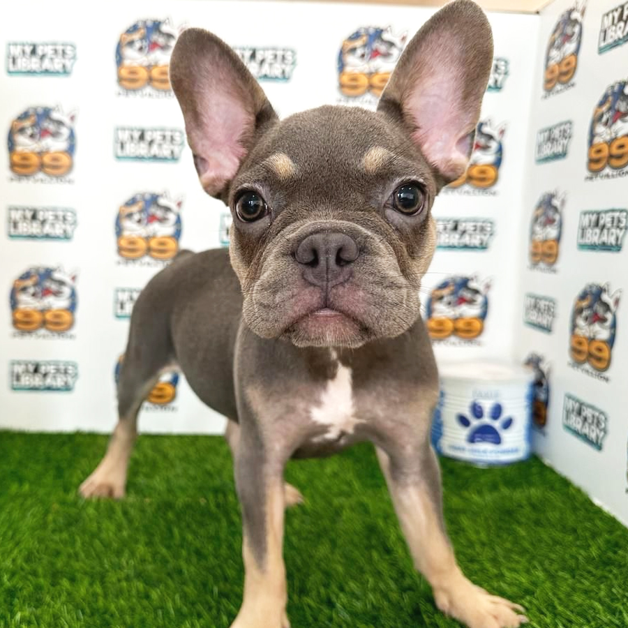 French Bulldog Puppy (Female) For Sale