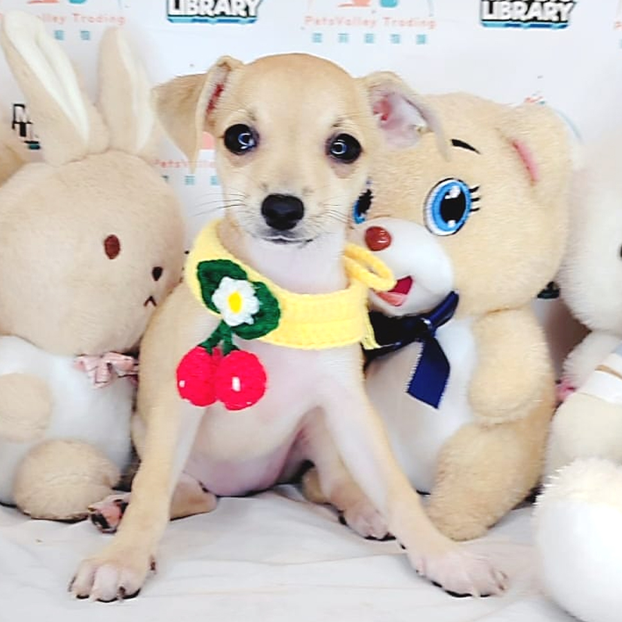 Shortcoat Chihuahua Puppy (Female) For Sale
