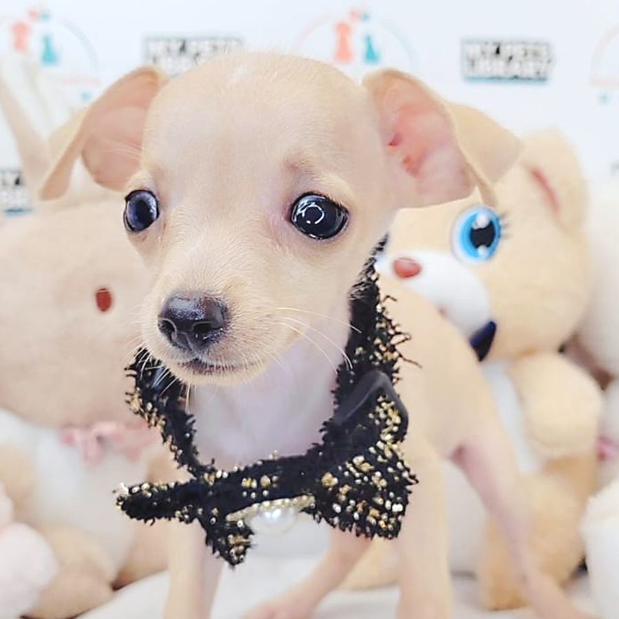 Shortcoat Chihuahua Puppy (Male) For Sale