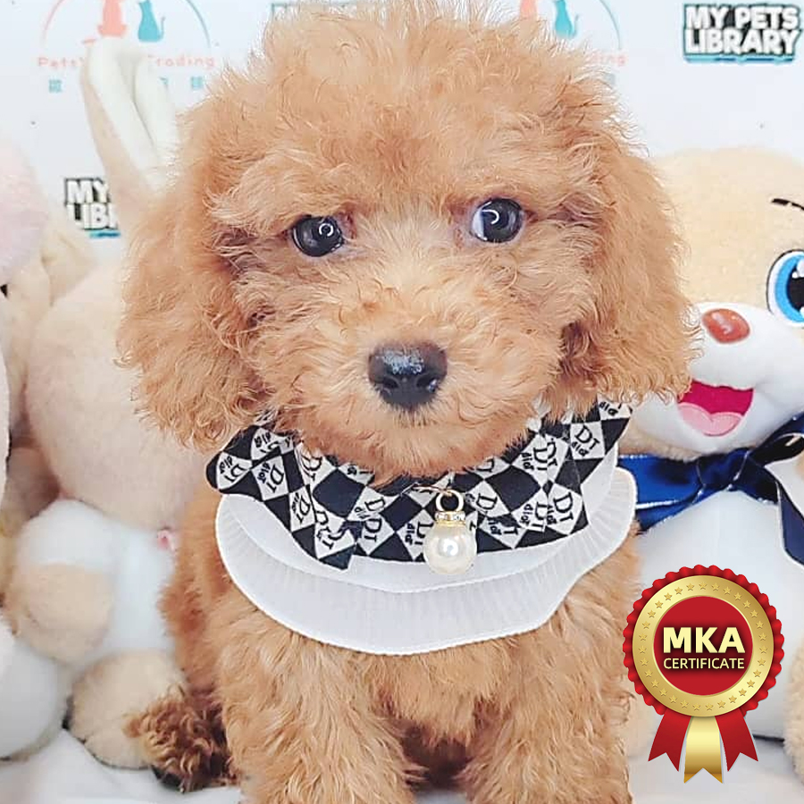 MKA Toy Poodle Puppy (Male) For Sale