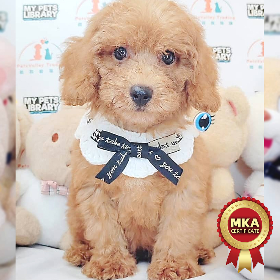MKA Toy Poodle Puppy (Male) For Sale