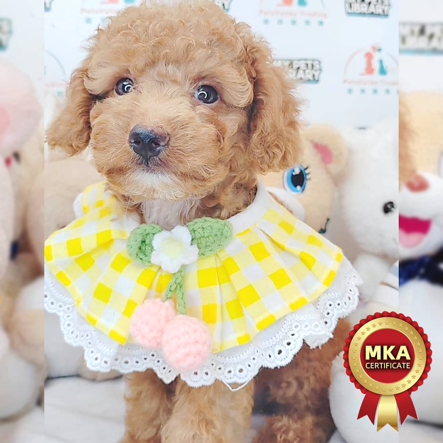 MKA Toy Poodle Puppy (Male) For Sale