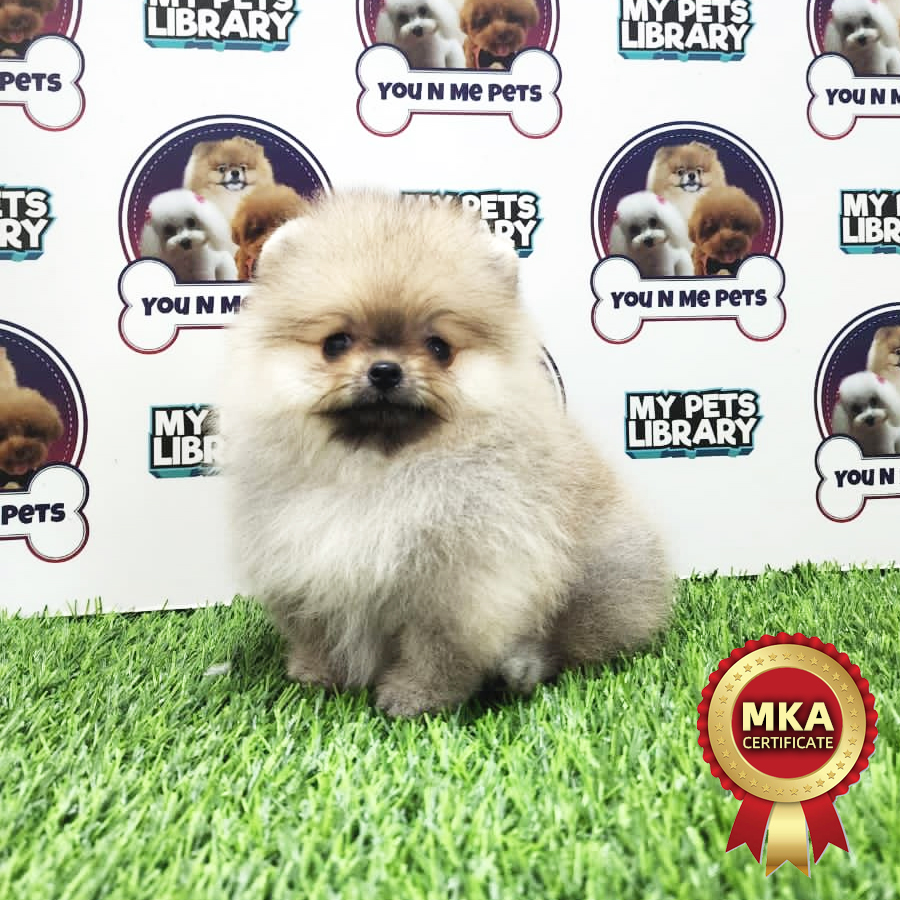 MKA Tiny Pomeranian Puppy (Female) For Sale