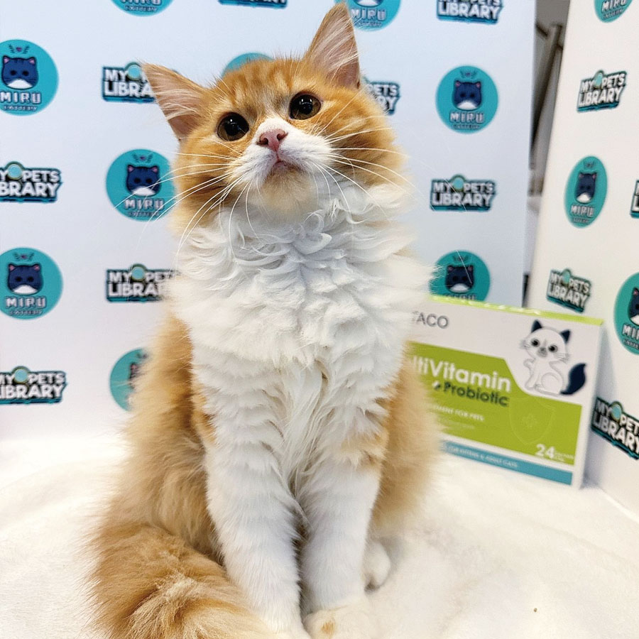 Mainecoon Persian Kitten (Female) For Sale