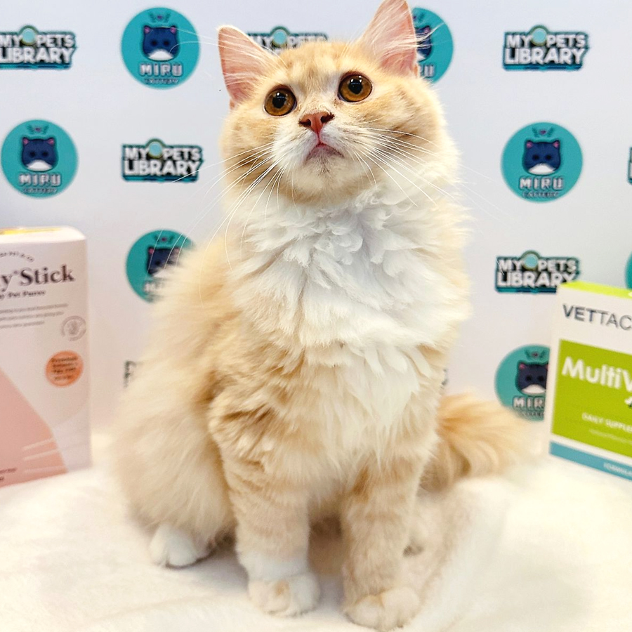 Mainecoon Persian Kitten (Female) For Sale