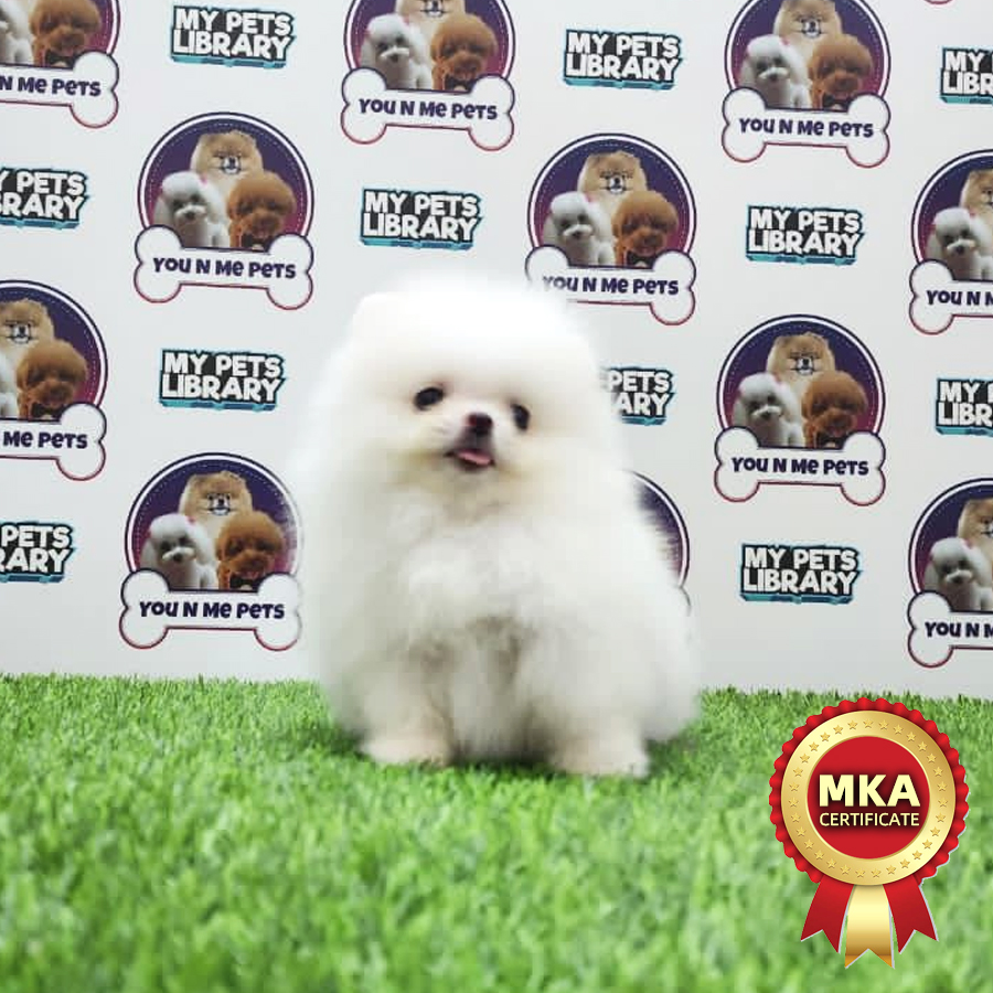 MKA Tiny Pomeranian Puppy (Female) For Sale