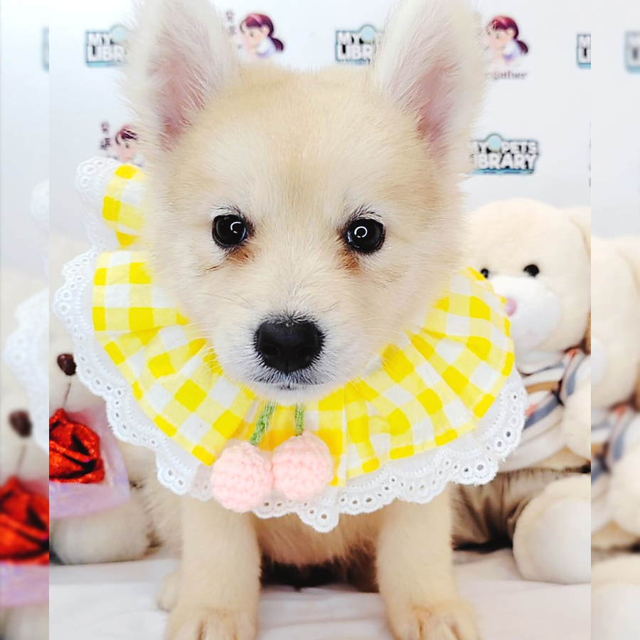 Pomsky Puppy (Female) For Sale