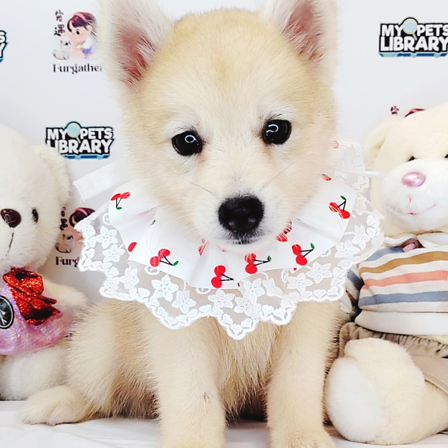 Pomsky Puppy (Female) For Sale