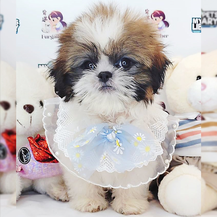 Shih Tzu Puppy (Male) For Sale