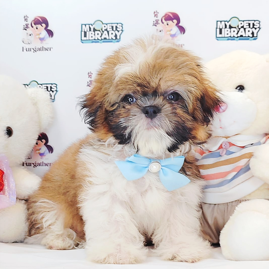 Shih Tzu Puppy (Male) For Sale