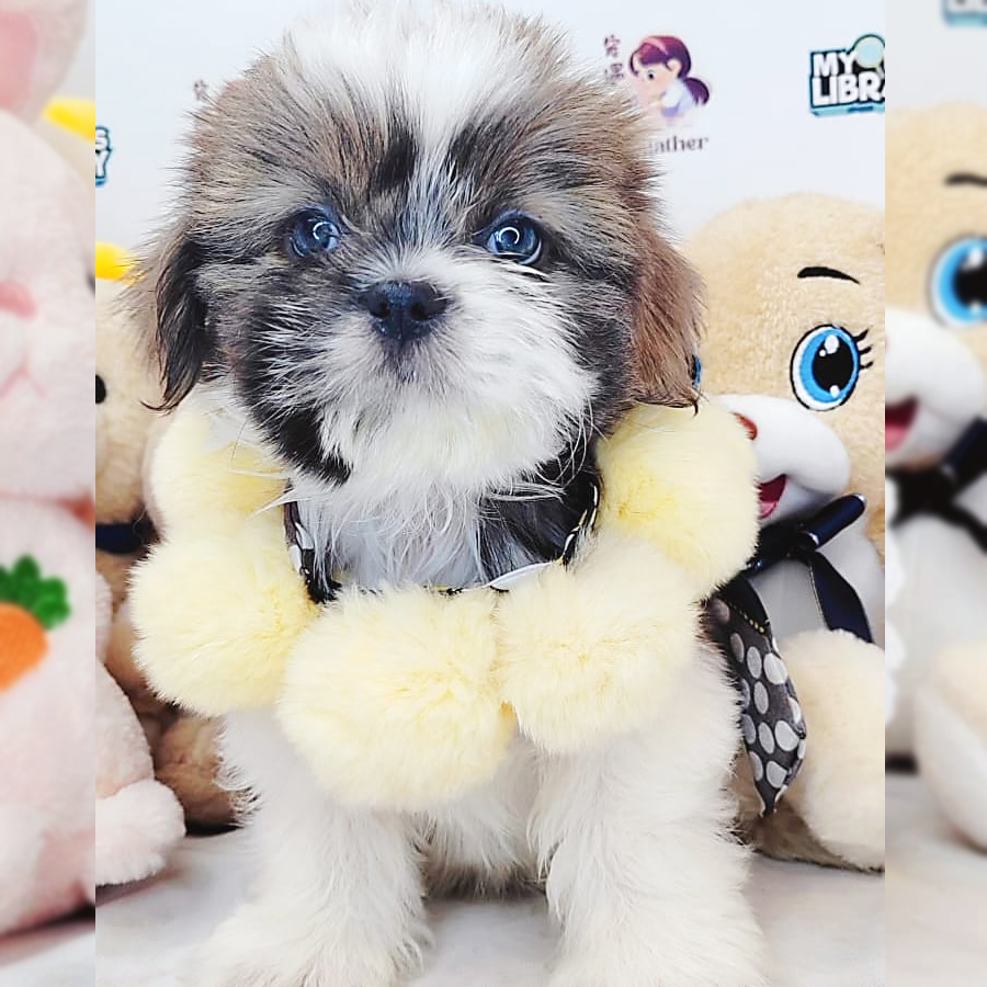 Shih Tzu Puppy (Female) For Sale