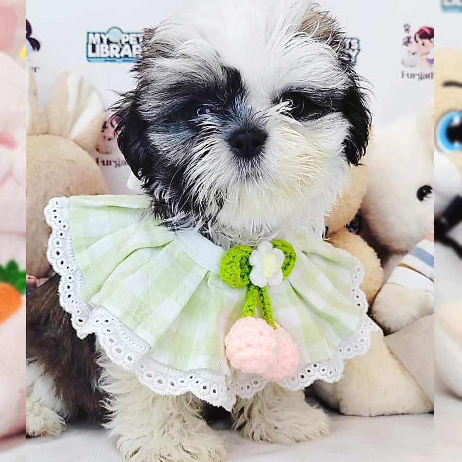 Shih Tzu Puppy (Male) For Sale