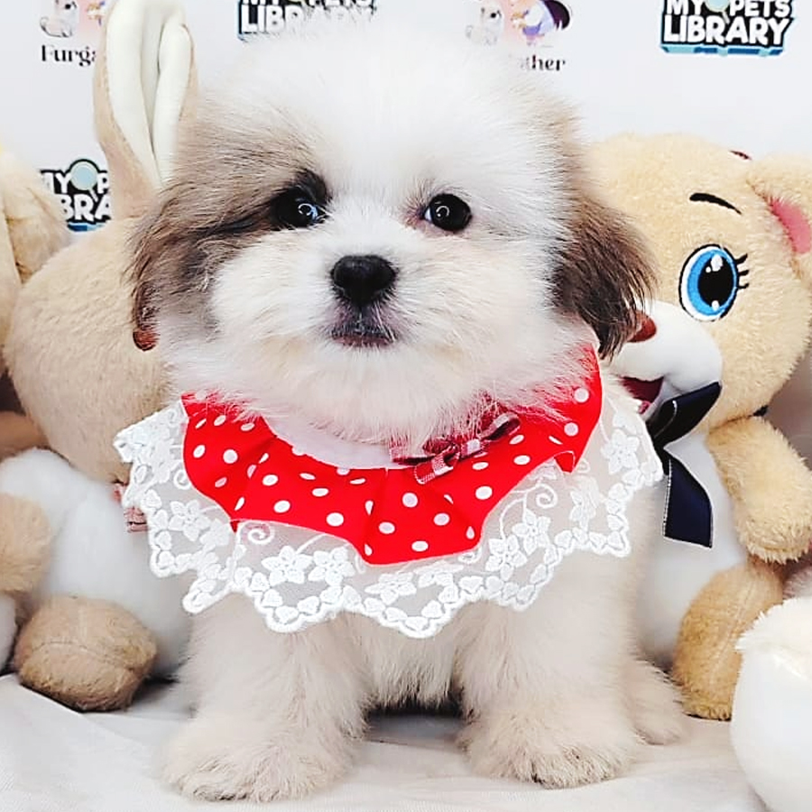 Shih Tzu Puppy (Male) For Sale
