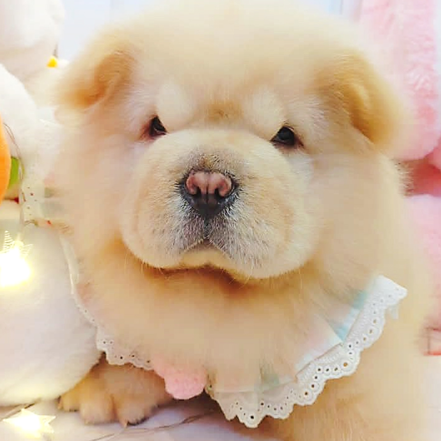 Chow Chow Puppy (Male) For Sale