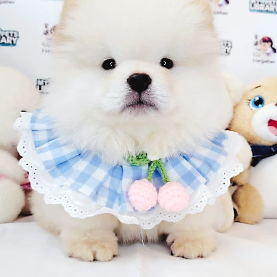 Chow Chow Puppy (Female) For Sale
