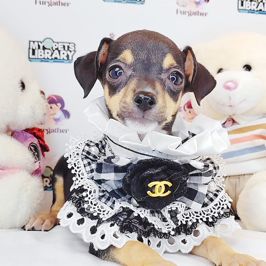 Shortcoat Chihuahua Puppy (Female) For Sale