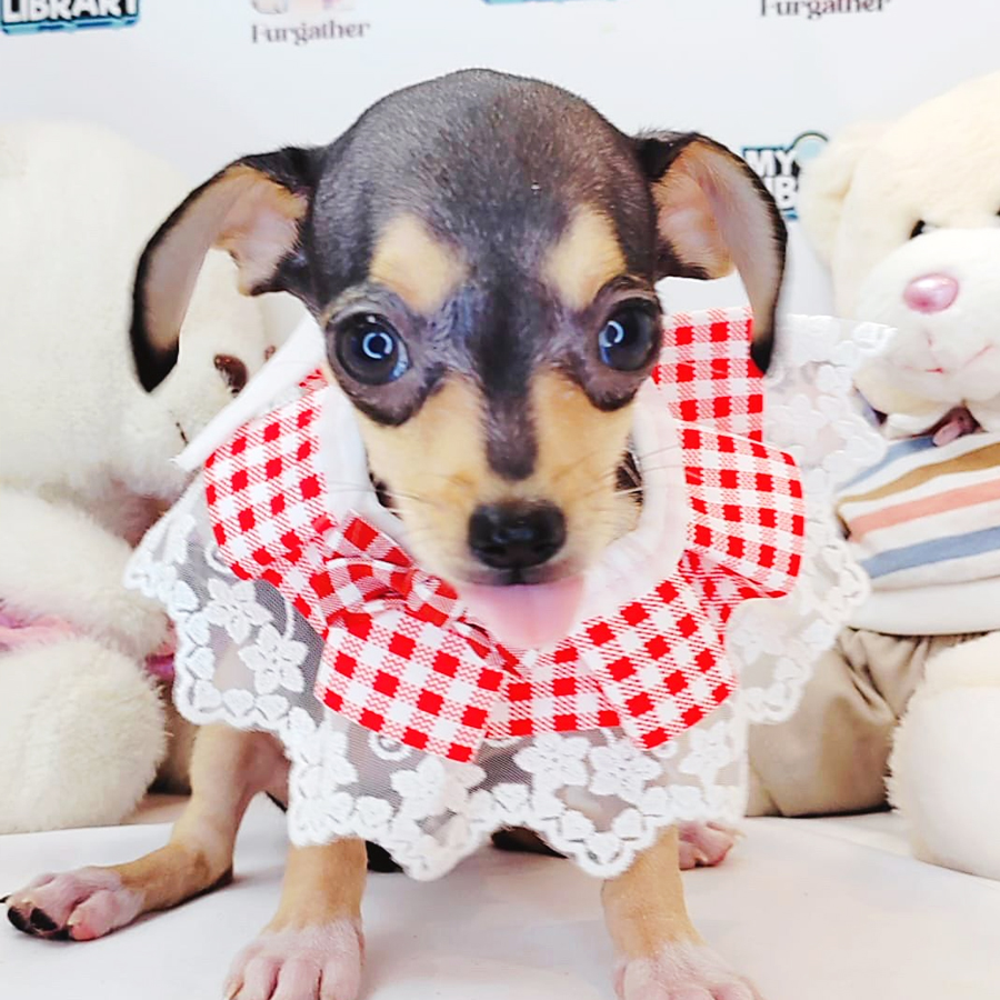 Shortcoat Chihuahua Puppy (Female) For Sale