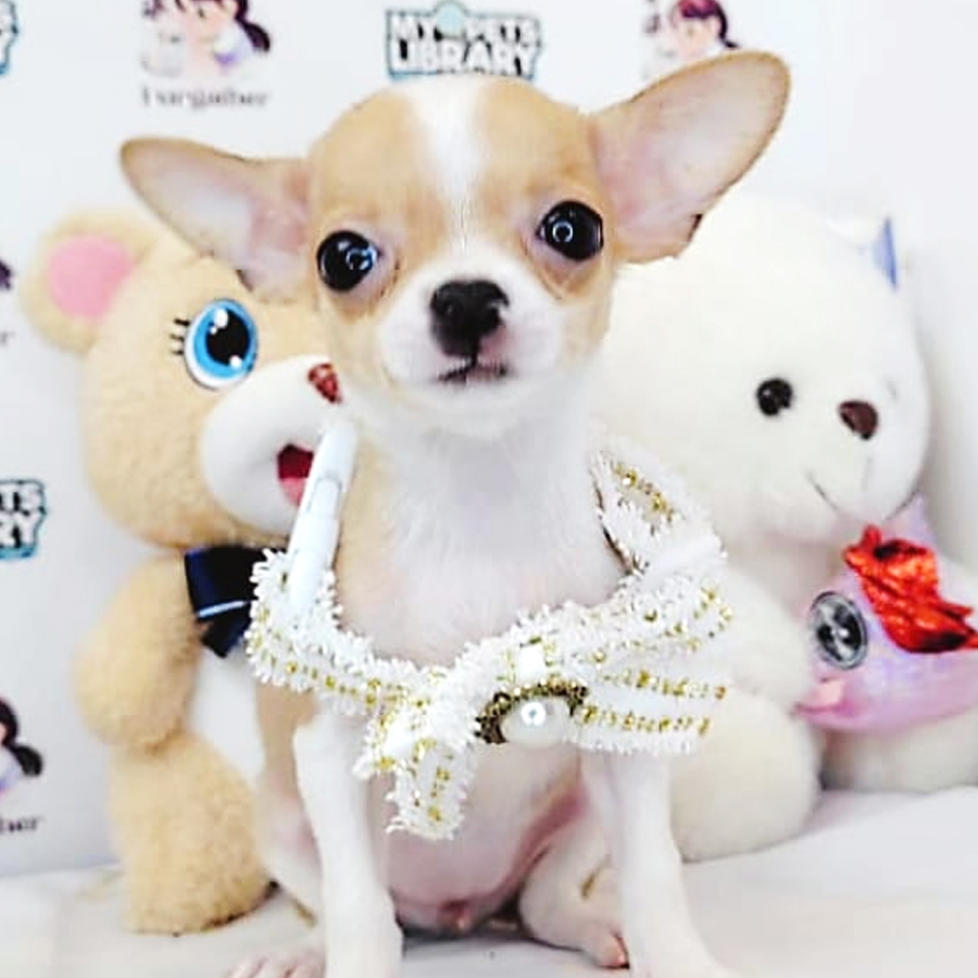 Shortcoat Chihuahua Puppy (Female) For Sale