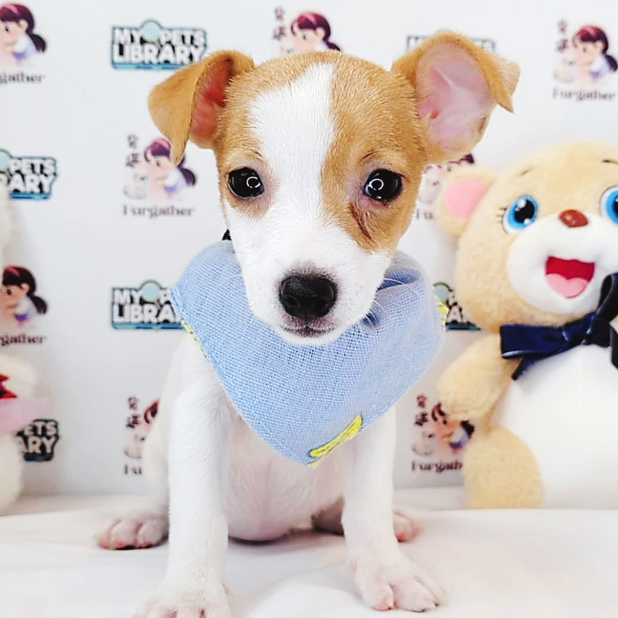Jack Russell Puppy (Female) For Sale