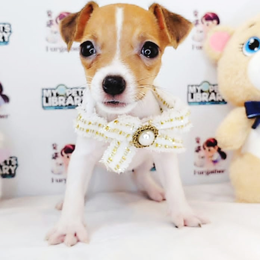 Jack Russell Puppy (Female) For Sale