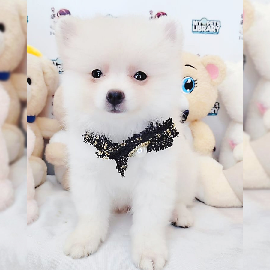 Pomeranian Puppy (Male) For Sale