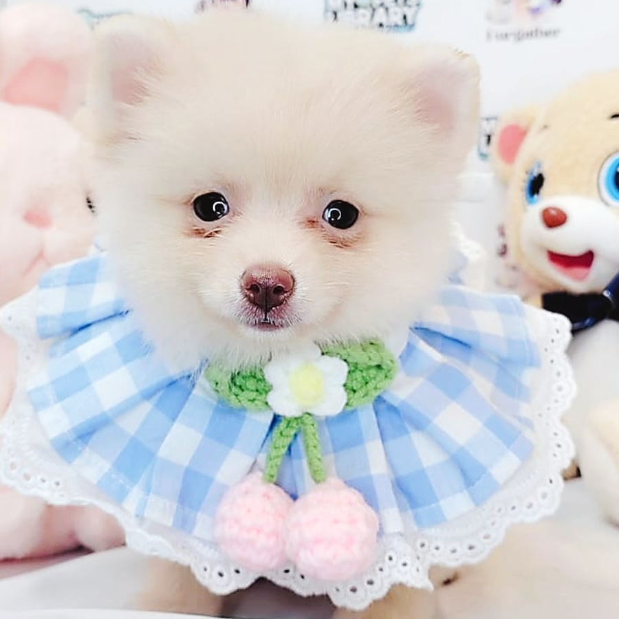 Pomeranian Puppy (Female) For Sale