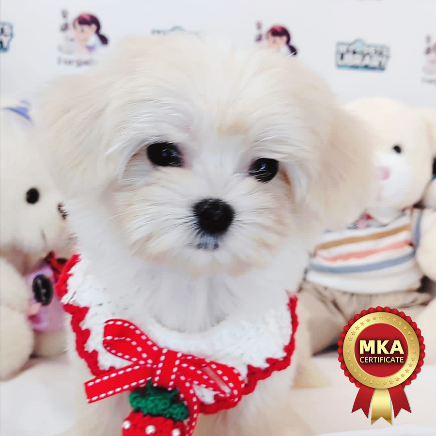 MKA Maltese Puppy (Female) For Sale