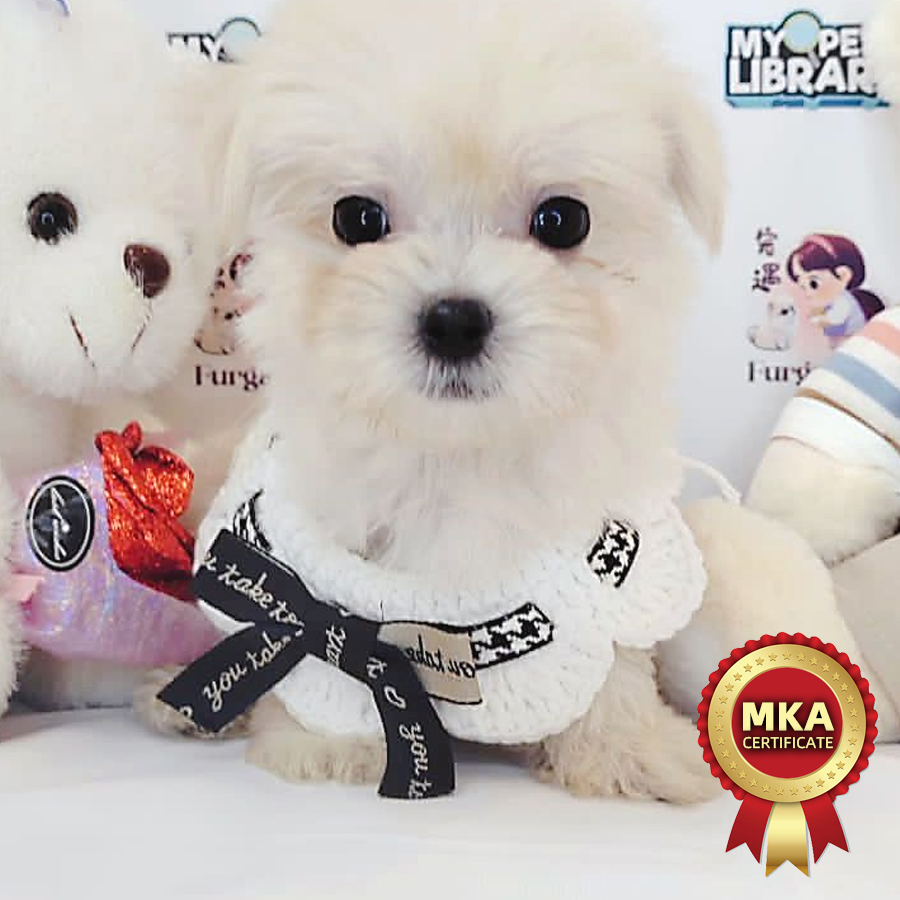 MKA Maltese Puppy (Female) For Sale