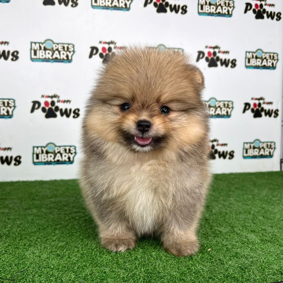Pomeranian Puppy (Male) For Sale