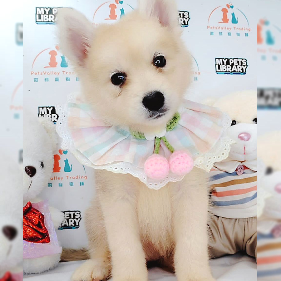 Pomsky Puppy (Female) For Sale