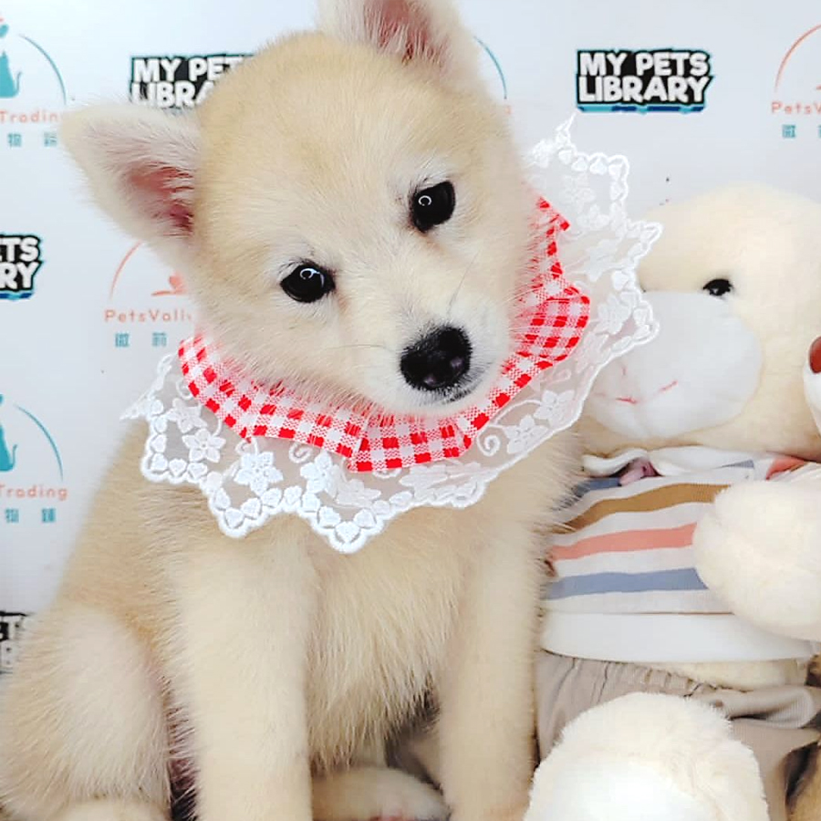 Pomsky Puppy (Female) For Sale