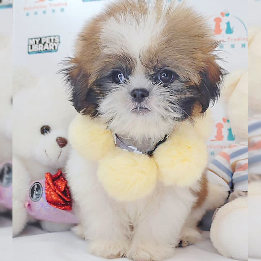 Shih Tzu Puppy (Male) For Sale