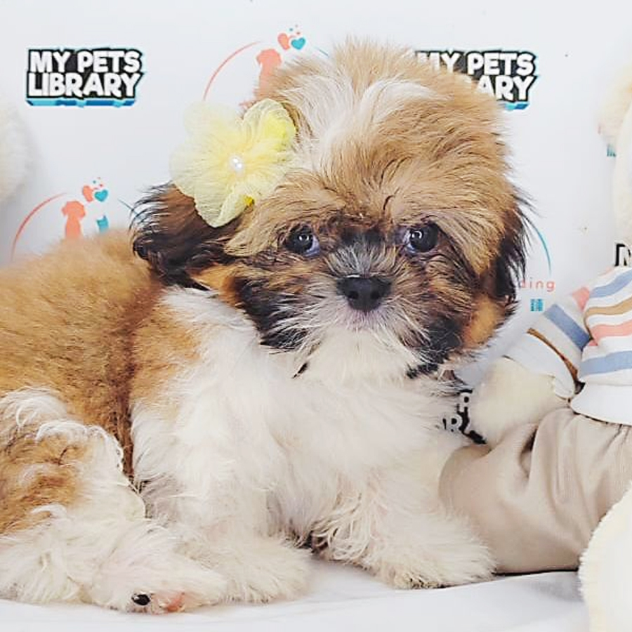 Shih Tzu Puppy (Male) For Sale