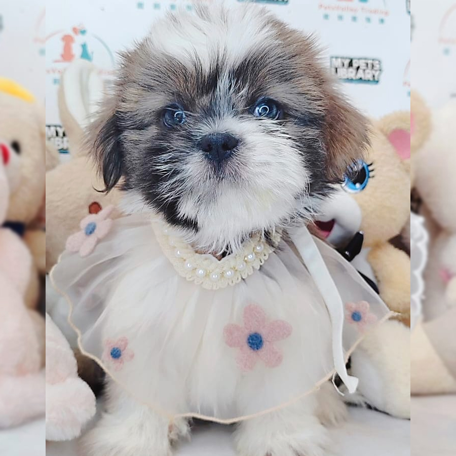 Shih Tzu Puppy (Female) For Sale