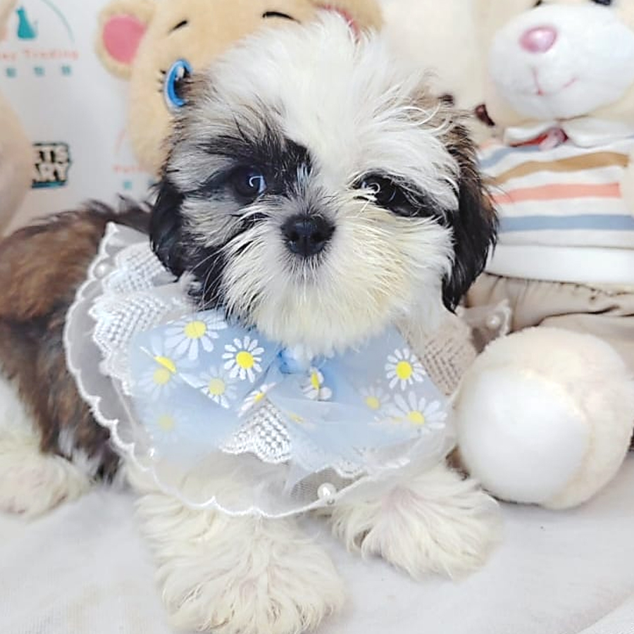Shih Tzu Puppy (Male) For Sale