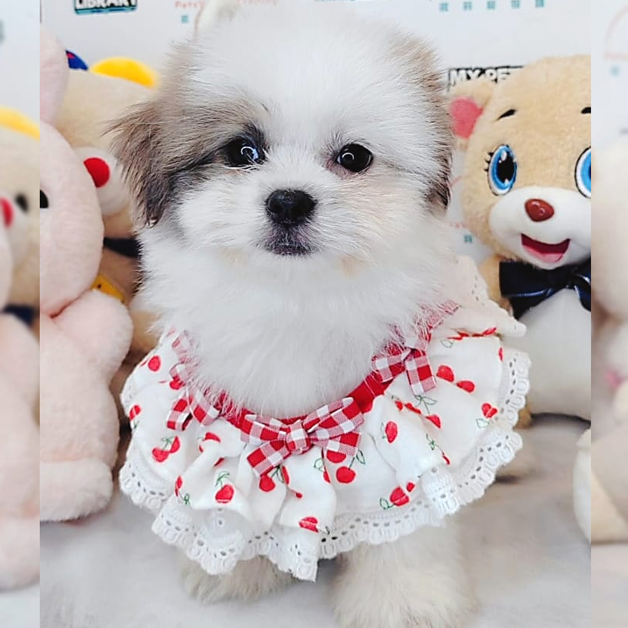 Shih Tzu Puppy (Male) For Sale