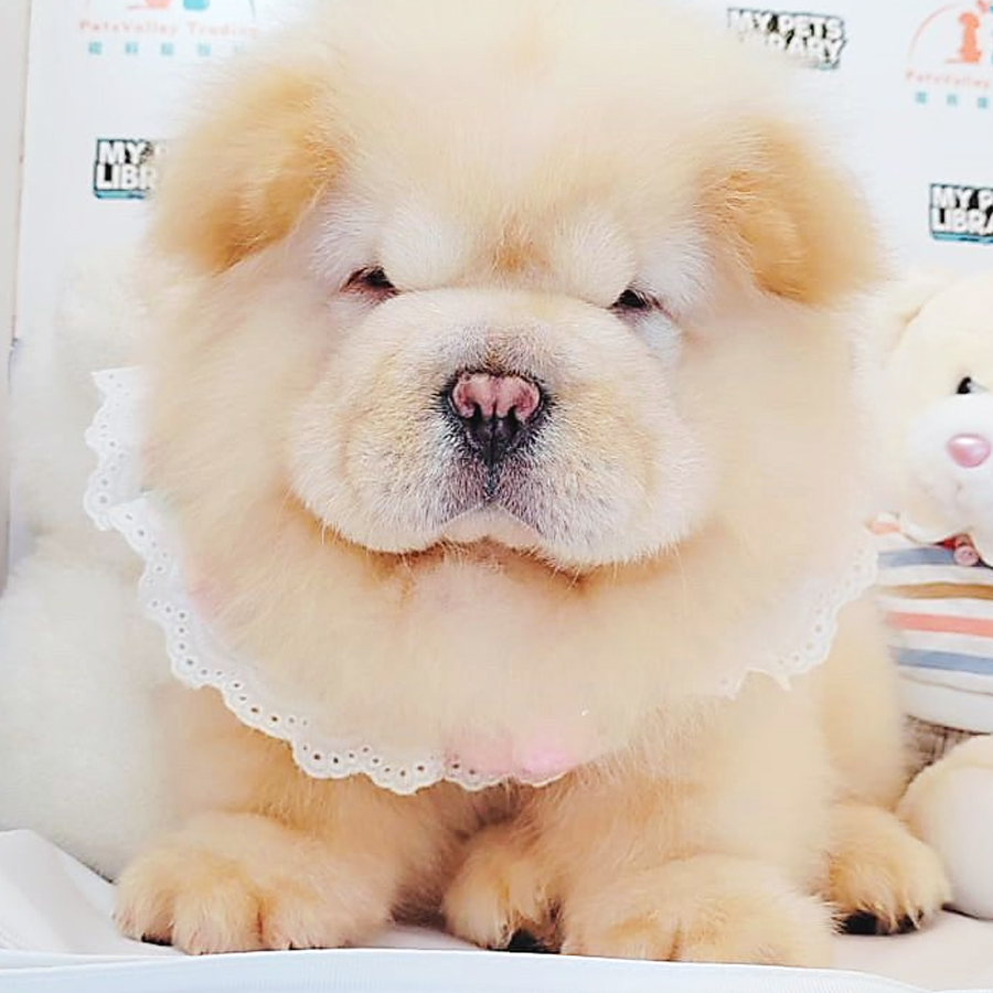Chow Chow Puppy (Male) For Sale