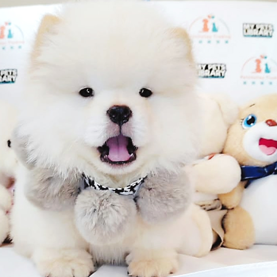 Chow Chow Puppy (Female) For Sale