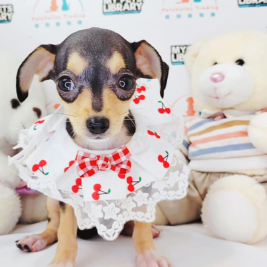 Shortcoat Chihuahua Puppy (Male) For Sale