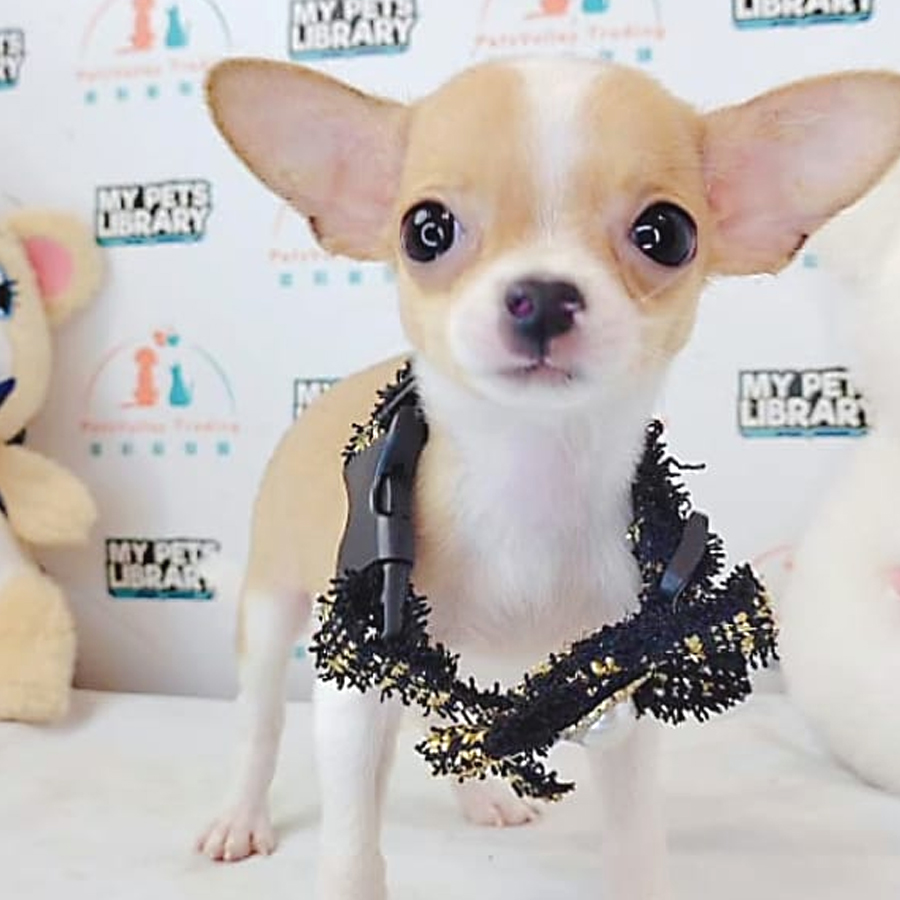 Shortcoat Chihuahua Puppy (Female) For Sale