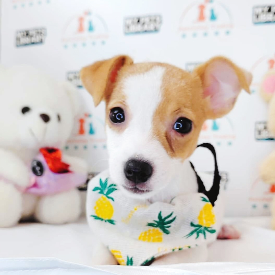 Jack Russell Puppy (Female) For Sale