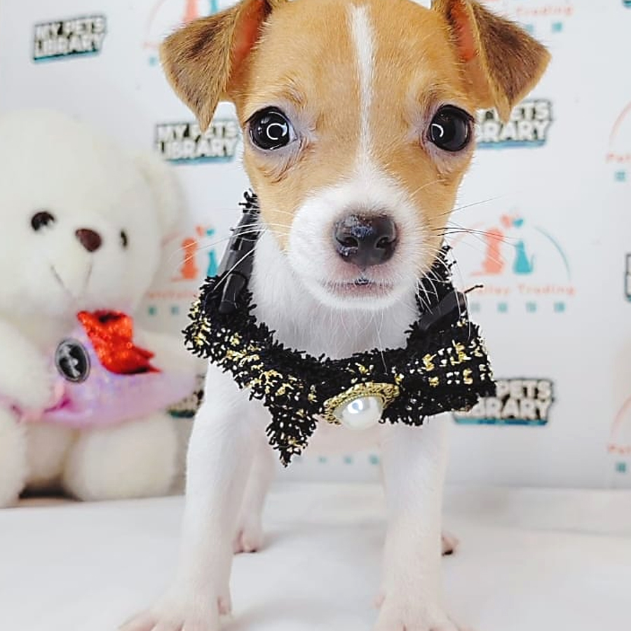 Jack Russell Puppy (Female) For Sale