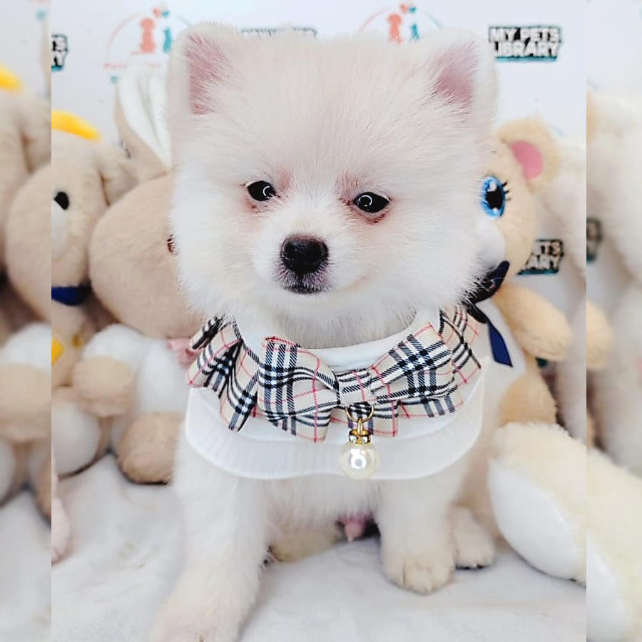 Pomeranian Puppy (Male) For Sale