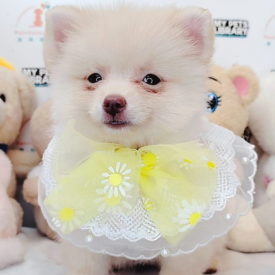 Pomeranian Puppy (Female) For Sale