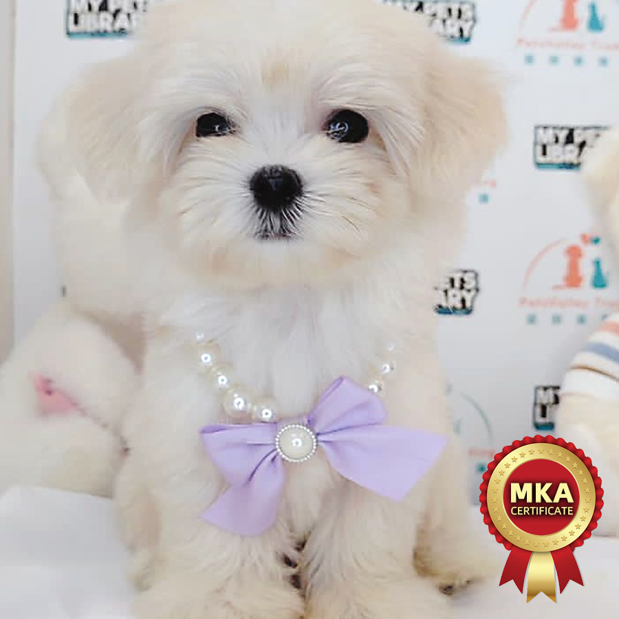 MKA Maltese Puppy (Male) For Sale