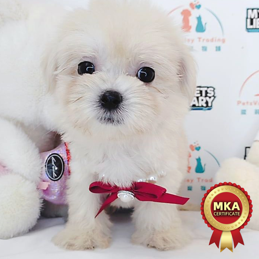 MKA Maltese Puppy (Male) For Sale